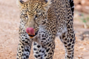 Von Arusha: 2-tägige Tour zum Lake Manyara und zum Ngorongoro-Krater