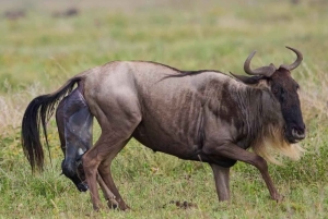 Von Arusha: 2-tägige Tour zum Lake Manyara und zum Ngorongoro-Krater