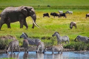 Von Arusha: 2-tägige Tour zum Lake Manyara und zum Ngorongoro-Krater