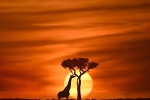 Von Arusha: 2-tägige Tour zum Lake Manyara und zum Ngorongoro-Krater