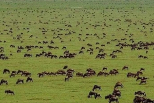 Von Arusha: 2-tägige Tour zum Lake Manyara und zum Ngorongoro-Krater