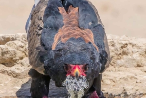 Von Arusha: 2-tägige Tour zum Lake Manyara und zum Ngorongoro-Krater