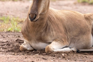 Von Arusha: 2-tägige Tour zum Lake Manyara und zum Ngorongoro-Krater