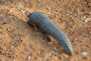 Von Arusha: 2-tägige Tour zum Lake Manyara und zum Ngorongoro-Krater