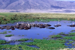 Ab Arusha: Ngorongoro-Krater mit Naturtour und Mittagessen