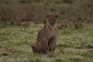 Arushasta: Ngorongoron kraatteri luontoretkellä ja lounaalla