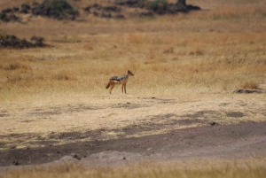 Fra Arusha: Ngorongoro-krateret med naturomvisning og lunsj