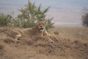 Z Arushy: krater Ngorongoro z wycieczką przyrodniczą i lunchem