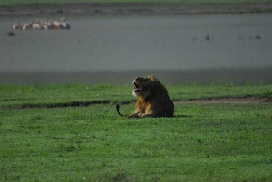 Från Arusha: Ngorongorokratern med naturtur och lunch