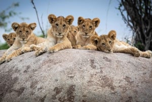 Da Arusha: safari nel Serengeti, Tarangire e Ngorongoro