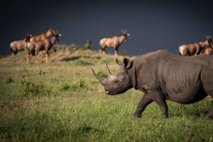 Da Arusha: safari nel Serengeti, Tarangire e Ngorongoro