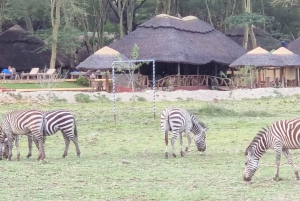 From Arusha: Serengeti Inside out