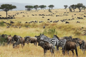 From Arusha: Serengeti Inside out