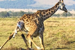 From Arusha: Tarangire National Park Full- Day Trip