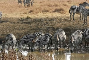 From Arusha: Tarangire National Park Full- Day Trip