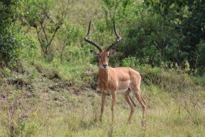 Z Aruszy: wizyta w Tarangire, Serengeti i nad jeziorem Manyara