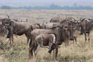 Z Aruszy: wizyta w Tarangire, Serengeti i nad jeziorem Manyara