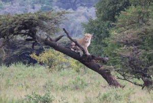 Z Aruszy: wizyta w Tarangire, Serengeti i nad jeziorem Manyara