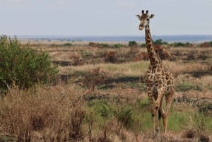 Z Aruszy: wizyta w Tarangire, Serengeti i nad jeziorem Manyara