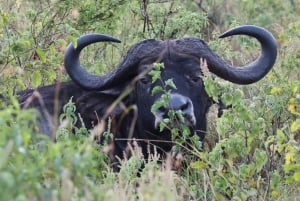 Z Aruszy: wizyta w Tarangire, Serengeti i nad jeziorem Manyara