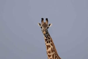 Из Аруши: тур по Тарангире, Серенгети и озеру Маньяра