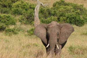 Из Аруши: тур по Тарангире, Серенгети и озеру Маньяра