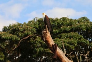 Из Аруши: тур по Тарангире, Серенгети и озеру Маньяра