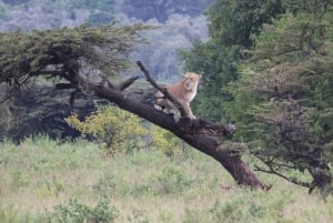 Из Аруши: тур по Тарангире, Серенгети и озеру Маньяра