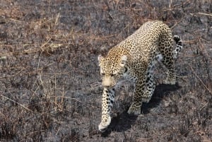 Из Аруши: тур по Тарангире, Серенгети и озеру Маньяра