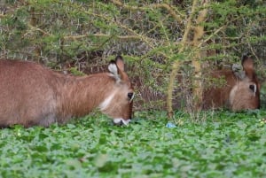 Из Аруши: тур по Тарангире, Серенгети и озеру Маньяра