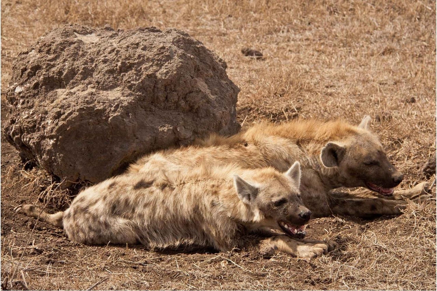 Vanuit Dar Es Salaam: 2-daagse tour naar Mikumi en de Chizua-waterval