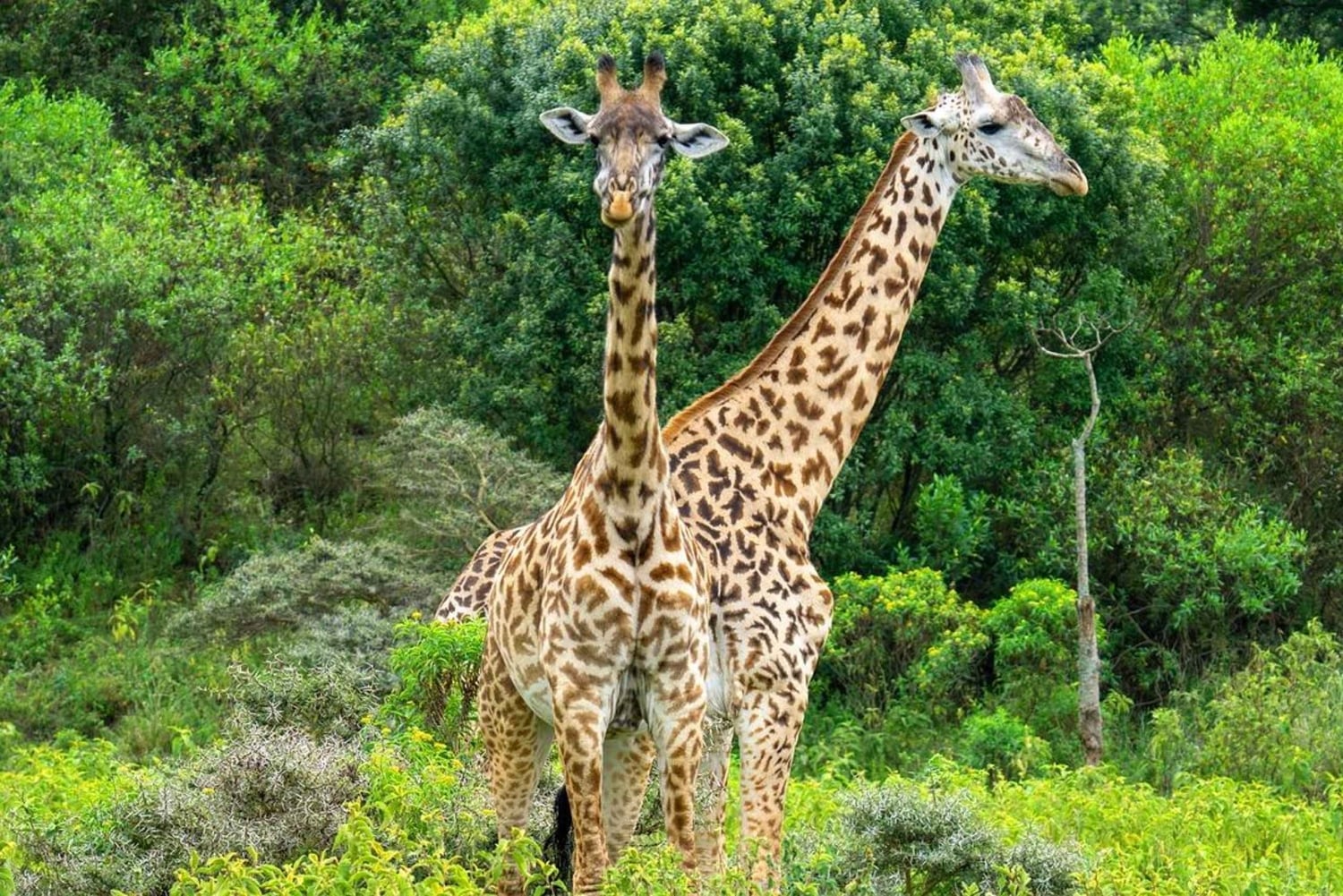 Vanuit Dar Es Salaam: 2-daagse tour naar Mikumi en de Chizua-waterval