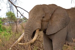 A partir de Dar Es Salaam: Excursão de 2 dias a Mikumi e à Cascata Chizua
