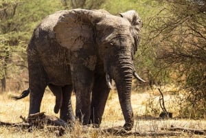 A partir de Dar Es Salaam: Excursão de 2 dias a Mikumi e à Cascata Chizua