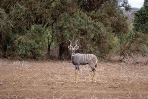 Vanuit Dar Es Salaam: 2-daagse tour naar Mikumi en de Chizua-waterval