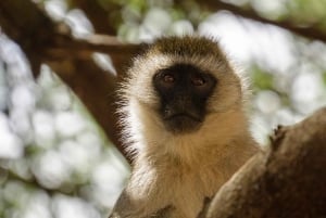 Vanuit Dar Es Salaam: 2-daagse tour naar Mikumi en de Chizua-waterval