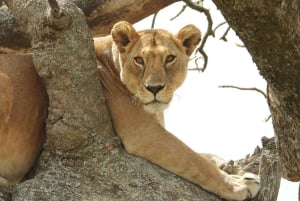 Vanuit Dar Es Salaam: 2-daagse tour naar Mikumi en de Chizua-waterval