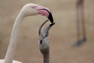 Da Dar es Salaam: Safari di lusso di 2 giorni nel Parco Nazionale Mikumi