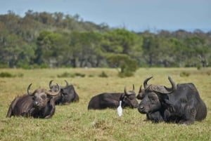 Da Dar es Salaam: Safari di lusso di 2 giorni nel Parco Nazionale Mikumi