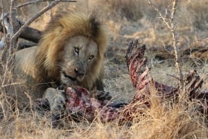 Da Dar es Salaam: Safari di lusso di 2 giorni nel Parco Nazionale Mikumi