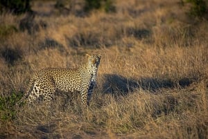 Da Dar es Salaam: Safari di lusso di 2 giorni nel Parco Nazionale Mikumi