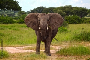 Från Dar es Salaam: 3-dagars Udzungwa och Mikumi Safari