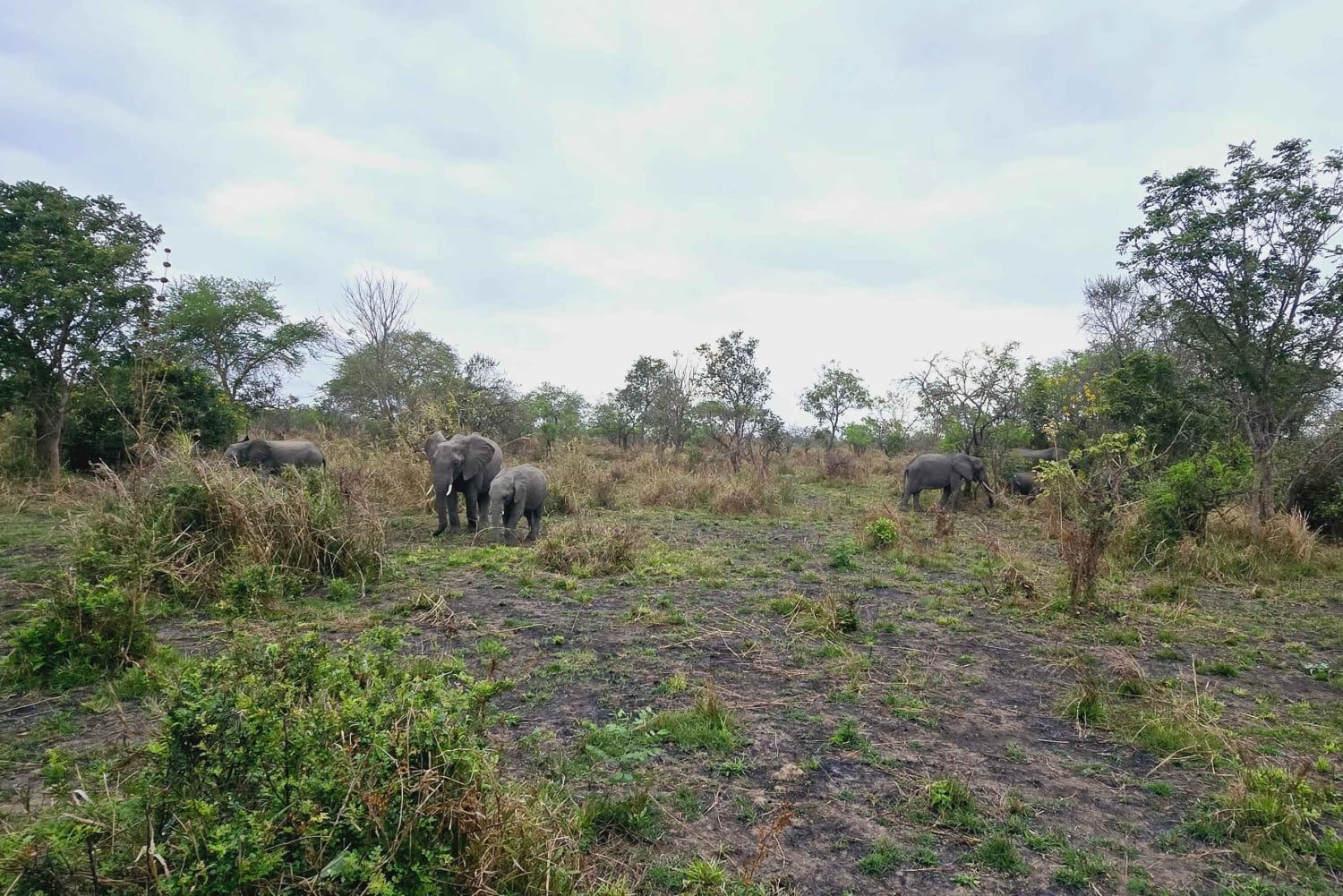 A partir de Dar es Salaam: Safári de 3 dias ao Parque Mikumi com Maasai