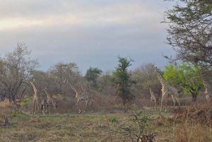 Depuis Dar es Salaam : safari de 3 jours au parc Mikumi avec les Masaï