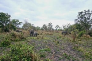 A partir de Dar es Salaam: Safári de 3 dias ao Parque Mikumi com Maasai