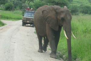 Från Dar Es Salaam: Mikumi National Park 2 nätter och 3 dagar