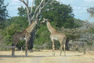 Från Dar Es Salaam: Mikumi National Park 2 nätter och 3 dagar
