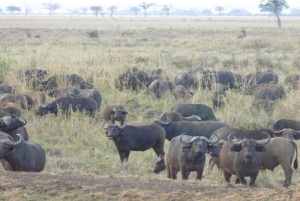 Från Dar Es Salaam: Mikumi National Park 2 nätter och 3 dagar