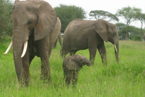 Från Dar Es Salaam: Mikumi National Park 2 nätter och 3 dagar