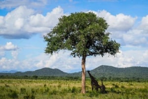 Fra Dar es Salaam: Dagstur til Mikumi Nationalpark